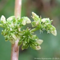 Laportea interrupta (L.) Chew